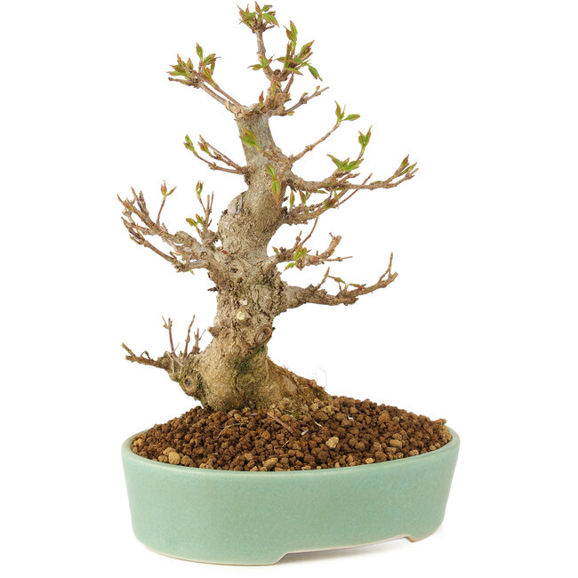 Acer buergerianum, 18 cm, ± 10 anni