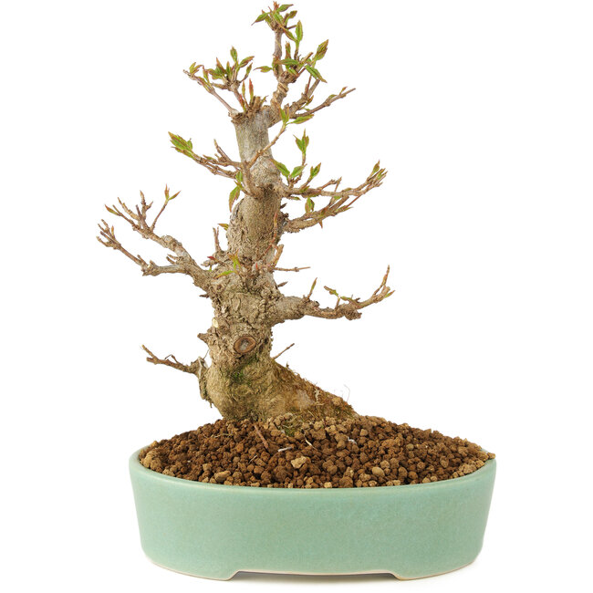 Acer buergerianum, 18 cm, ± 10 years old