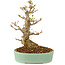 Acer buergerianum, 18 cm, ± 10 anni
