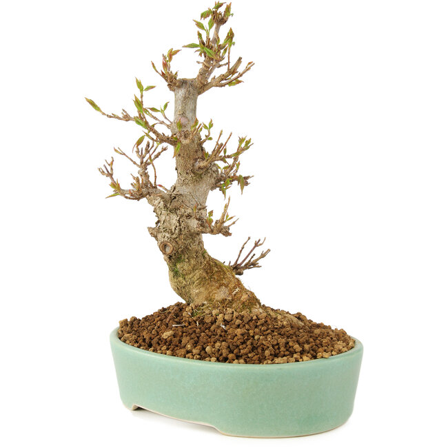 Acer buergerianum, 18 cm, ± 10 años