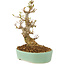 Acer buergerianum, 18 cm, ± 10 anni