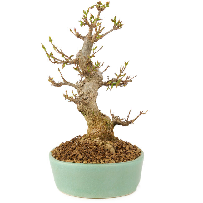 Acer buergerianum, 18 cm, ± 10 ans