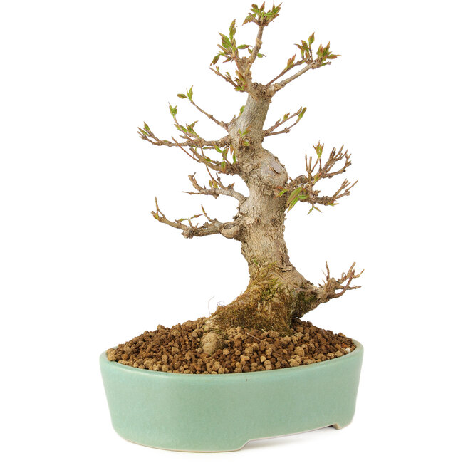 Acer buergerianum, 18 cm, ± 10 ans