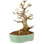 Acer buergerianum, 18 cm, ± 10 anni