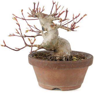 Acer palmatum, 12 cm, ± 10 anni