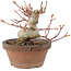 Acer palmatum, 12 cm, ± 10 Jahre alt