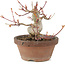 Acer palmatum, 12 cm, ± 10 years old
