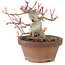 Acer palmatum, 12 cm, ± 10 years old