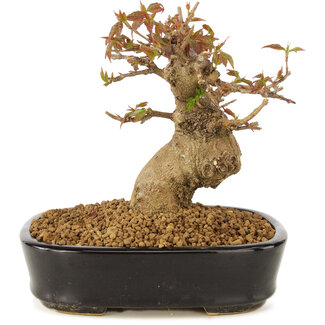 Acer buergerianum, 12 cm, ± 10 years old