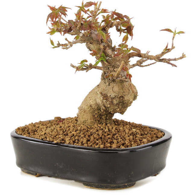 Acer buergerianum, 12 cm, ± 10 ans