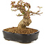 Acer buergerianum, 12 cm, ± 10 anni