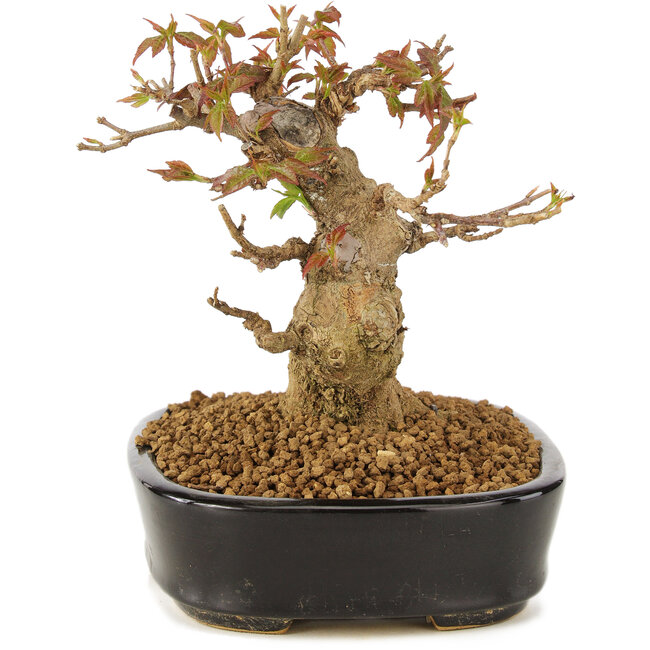 Acer buergerianum, 12 cm, ± 10 years old