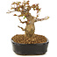 Acer buergerianum, 12 cm, ± 10 anni