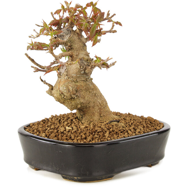 Acer buergerianum, 12 cm, ± 10 anni