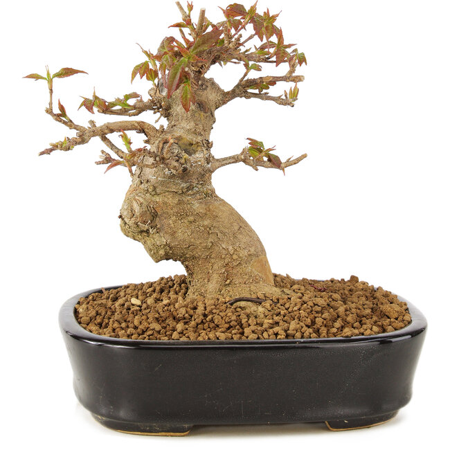 Acer buergerianum, 12 cm, ± 10 anni