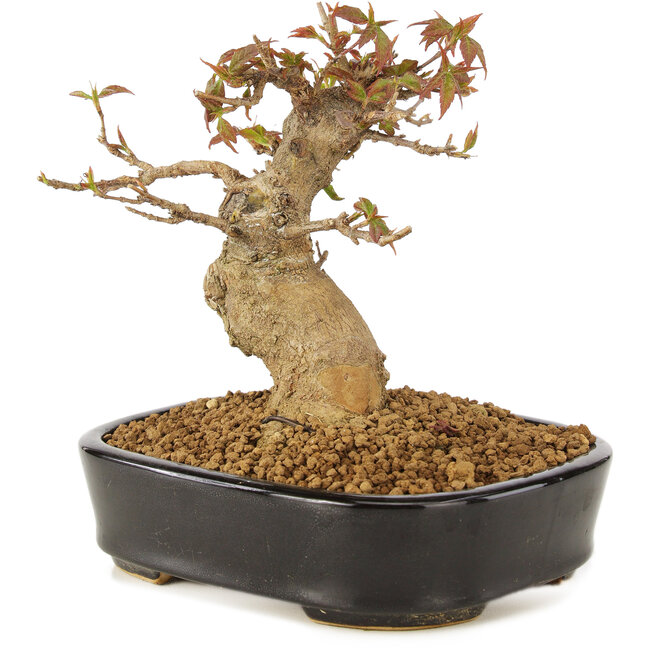 Acer buergerianum, 12 cm, ± 10 years old