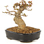 Acer buergerianum, 12 cm, ± 10 anni