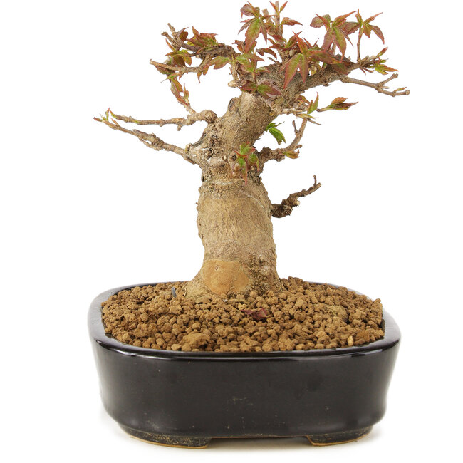Acer buergerianum, 12 cm, ± 10 ans