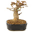 Acer buergerianum, 12 cm, ± 10 anni