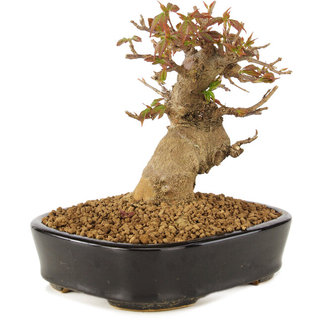 Acer buergerianum, 12 cm, ± 10 jaar oud