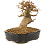 Acer buergerianum, 12 cm, ± 10 anni