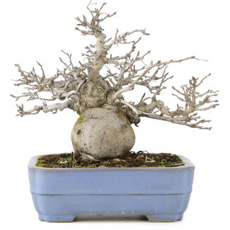 Pourthiaea villosa, 24 cm, ± 20 anni