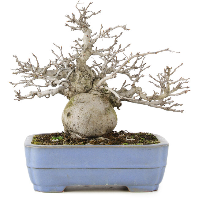 Pourthiaea villosa, 24 cm, ± 20 años, en maceta japonesa hecha a mano por Yamafusa