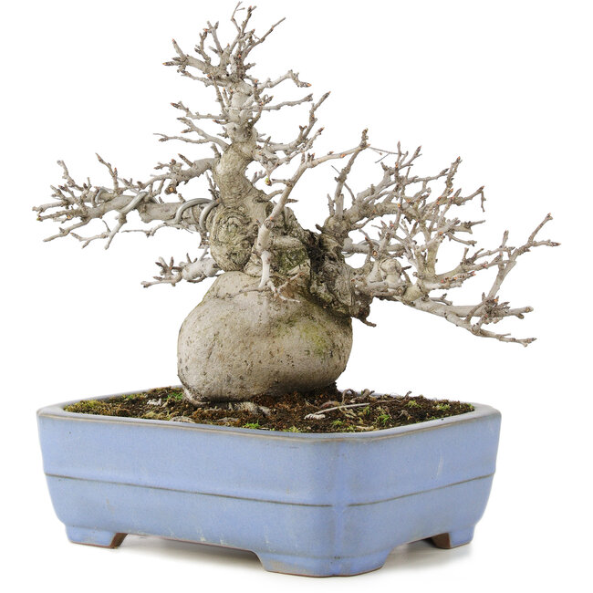 Pourthiaea villosa, 24 cm, ± 20 Jahre alt, in einem handgefertigten japanischen Topf von Yamafusa