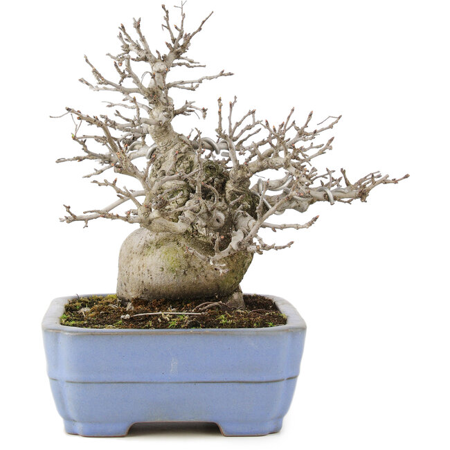 Pourthiaea villosa, 24 cm, ± 20 anni, in un vaso giapponese fatto a mano da Yamafusa