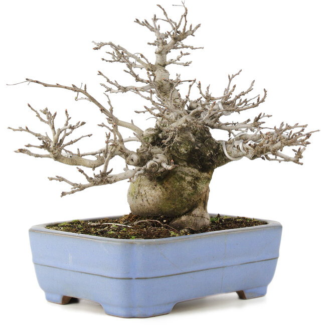 Pourthiaea villosa, 24 cm, ± 20 jaar oud, in handgemaakte Japanse pot van Yamafusa