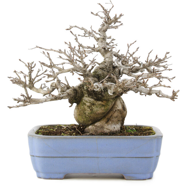 Pourthiaea villosa, 24 cm, ± 20 jaar oud, in handgemaakte Japanse pot van Yamafusa