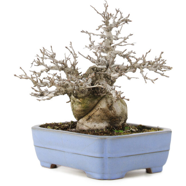 Pourthiaea villosa, 24 cm, ± 20 anni, in un vaso giapponese fatto a mano da Yamafusa