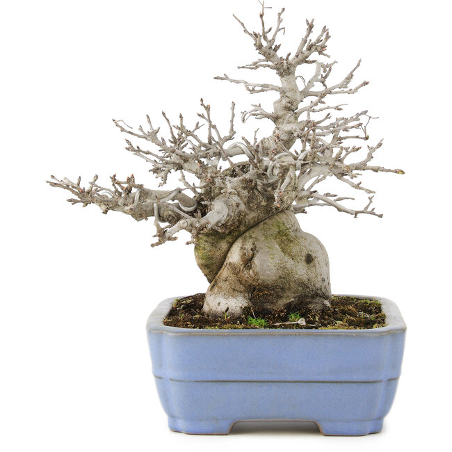 Pourthiaea villosa, 24 cm, ± 20 jaar oud, in handgemaakte Japanse pot van Yamafusa