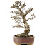 Pyracantha, 34,5 cm, ± 20 anni