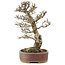 Pyracantha, 34,5 cm, ± 20 years old