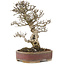 Pyracantha, 34,5 cm, ± 20 anni