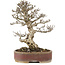 Pyracantha, 34,5 cm, ± 20 years old