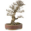 Pyracantha, 34,5 cm, ± 20 years old