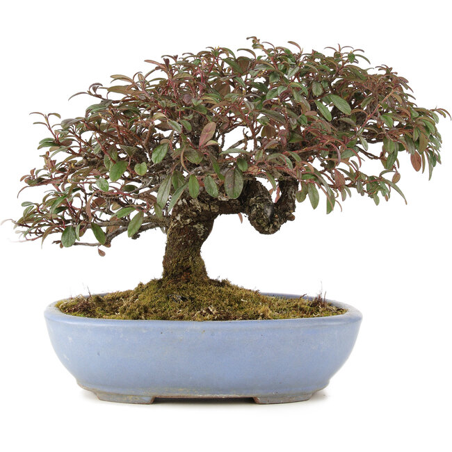 Cotoneaster horizontalis, 23,5 cm, ± 20 anni, in un vaso giapponese fatto a mano da Yamafusa