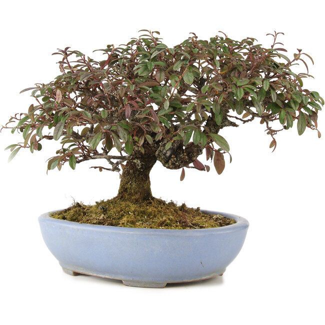 Cotoneaster horizontalis, 23,5 cm, ± 20 años, en maceta japonesa hecha a mano por Yamafusa