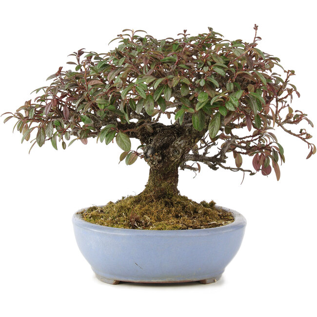 Cotoneaster horizontalis, 23,5 cm, ± 20 Jahre alt, in einem handgefertigten japanischen Topf von Yamafusa