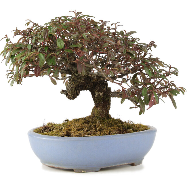 Cotoneaster horizontalis, 23,5 cm, ± 20 Jahre alt, in einem handgefertigten japanischen Topf von Yamafusa