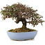 Cotoneaster horizontalis, 23,5 cm, ± 20 años, en maceta japonesa hecha a mano por Yamafusa