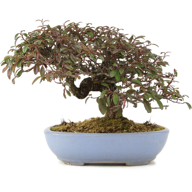 Cotoneaster horizontalis, 23,5 cm, ± 20 años, en maceta japonesa hecha a mano por Yamafusa