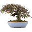 Cotoneaster horizontalis, 23,5 cm, ± 20 years old, in a handmade Japanese pot by Yamafusa
