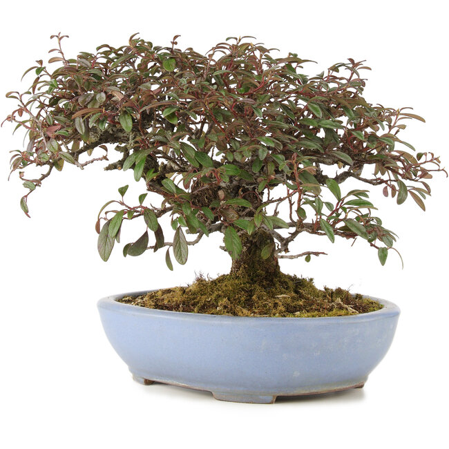 Cotoneaster horizontalis, 23,5 cm, ± 20 Jahre alt, in einem handgefertigten japanischen Topf von Yamafusa