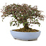 Cotoneaster horizontalis, 23,5 cm, ± 20 anni, in un vaso giapponese fatto a mano da Yamafusa