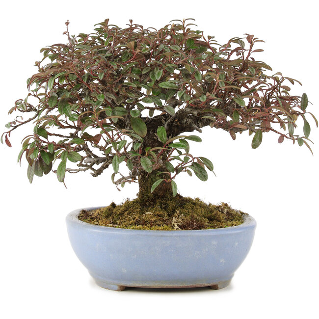 Cotoneaster horizontalis, 23,5 cm, ± 20 ans, dans un pot japonais fait main par Yamafusa