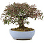 Cotoneaster horizontalis, 23,5 cm, ± 20 anni, in un vaso giapponese fatto a mano da Yamafusa