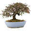 Cotoneaster horizontalis, 23,5 cm, ± 20 anni, in un vaso giapponese fatto a mano da Yamafusa